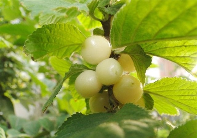 loai cherry la giong het ngoc trai, gia chi hon 200 nghin/kg - 3
