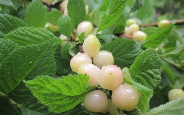 loai cherry la giong het ngoc trai, gia chi hon 200 nghin/kg - 4