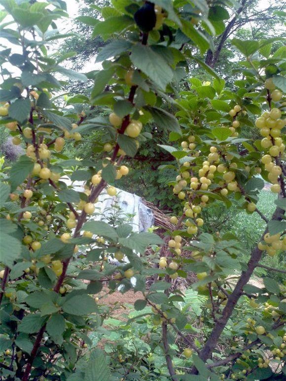 loai cherry la giong het ngoc trai, gia chi hon 200 nghin/kg - 5
