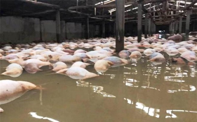 giải cứu thịt lợn, chăn nuôi lợn