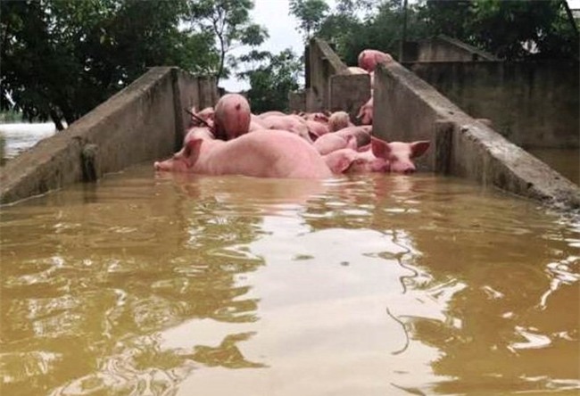 giải cứu thịt lợn, chăn nuôi lợn