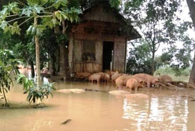 giải cứu thịt lợn, chăn nuôi lợn