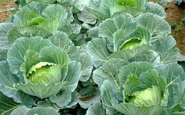 thận, suy thận, chạy thận