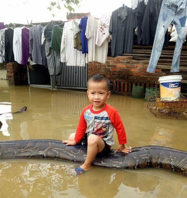 Clip sốc: Bé trai chơi đùa cùng trăn khổng lồ trong sân nhà ngập nước sau lũ - Ảnh 1.