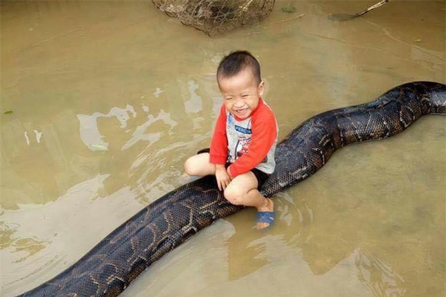 Clip sốc: Bé trai chơi đùa cùng trăn khổng lồ trong sân nhà ngập nước sau lũ - Ảnh 2.