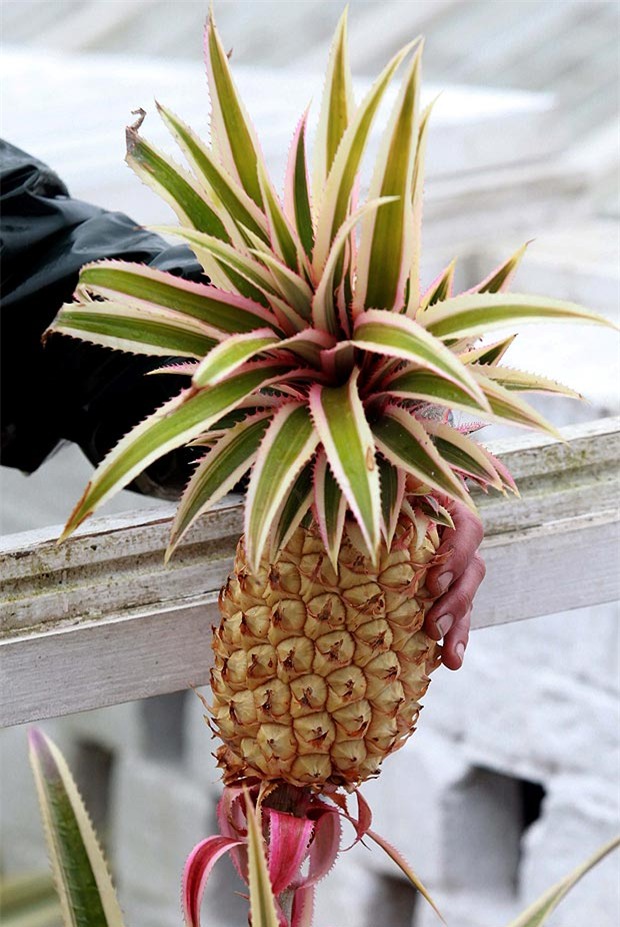 dứa, hoa quả nhập ngoại, đặc sản nhà giàu