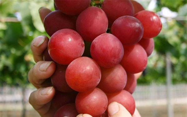 Dù có giá rất cao nhưng Ruby Roman luôn trong tình trạng cung không đủ cầu.