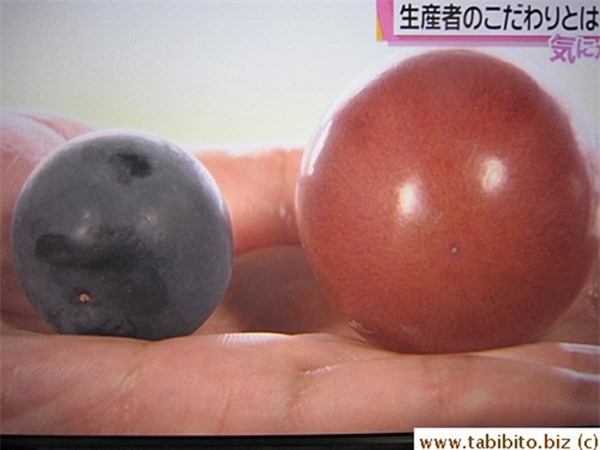 Sự nổi trội thấy rõ khi đặt Ruby Roman cạnh nho thường.