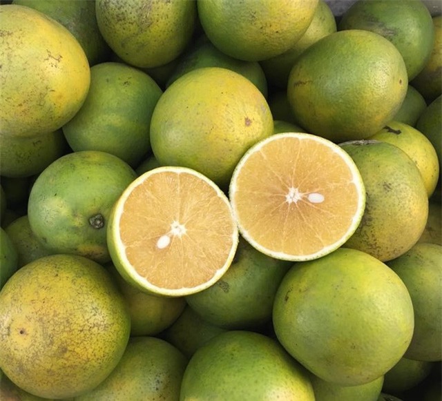 Cam xoàn có giá trị kinh tế và dinh dưỡng cao được trồng ở Việt Nam.