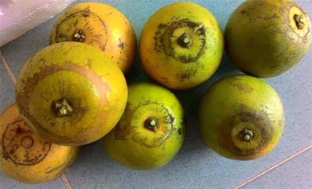 Đỉnh của quả cam xoàn có đặc điểm hình đồng tiền xu.