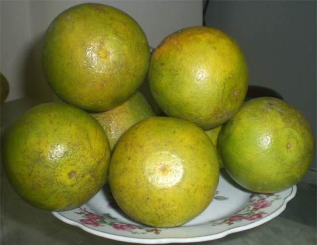 Đáy của quả cam xoàn Lai Vung (Đồng Tháp) cũng có hình đồng tiền xu.