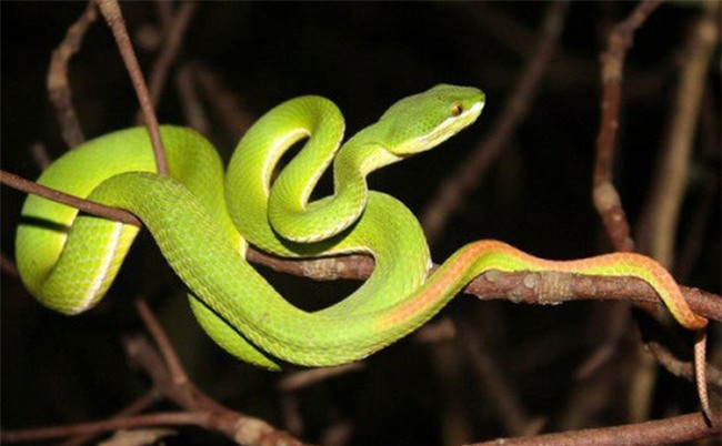 Rắn lục đuôi đỏ tràn về theo nước lũ: Nhiều người không biết xử lý nên bị hoại tử