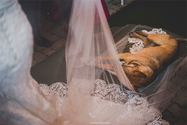 “Vị khách” lạ ngang nhiên vào ngủ giữa lễ cưới, cô dâu chú rể không đuổi đi mà còn làm điều bất ngờ - Ảnh 4.