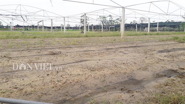 mua lon keo dai, vua rau hu thoi, mua rau xanh kho hon mua thit hinh anh 1