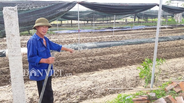 mua lon keo dai, vua rau hu thoi, mua rau xanh kho hon mua thit hinh anh 2