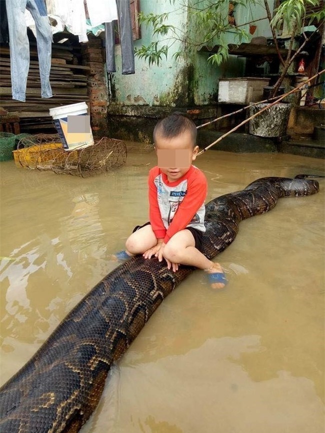 Clip bé trai cưỡi trăn khủng giữa nước ngập: Bất ngờ thông tin từ chủ nhân con trăn - Ảnh 1.