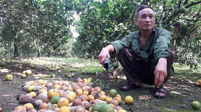 Bất lực nhìn cả nghìn quả cam Vinh rụng lả tả, thối nhũn vì mưa lũ - 2