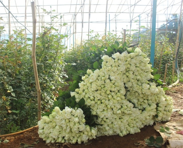 Nhà vườn thu hoạch hoa hồng để cung cấp cho thị trường dịp lễ 201/10
