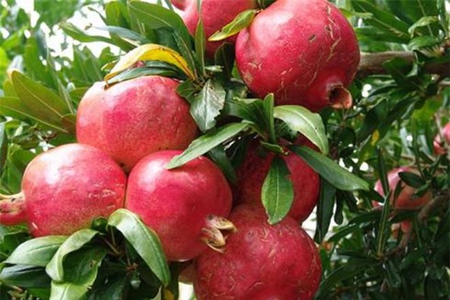 loi ich suc khoe cua vo qua luu it nguoi biet - 1