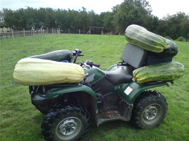 quả khổng lồ, trồng rau củ