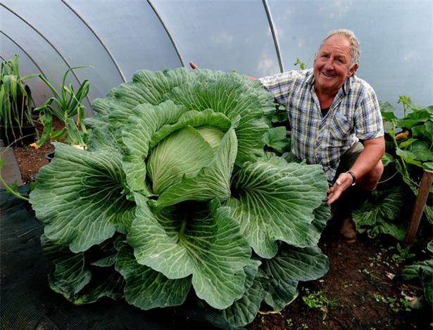 quả khổng lồ, trồng rau củ