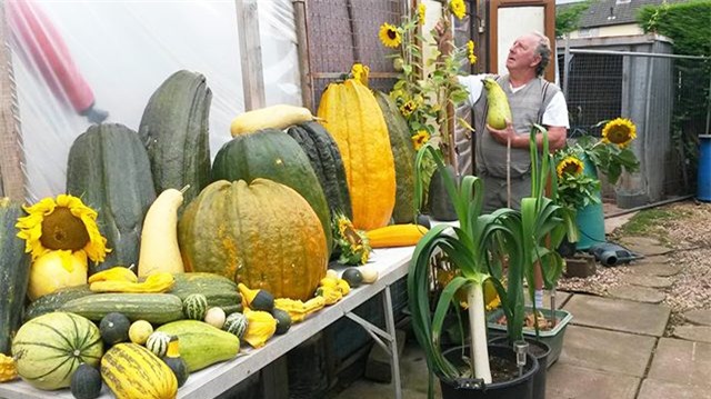 quả khổng lồ, trồng rau củ