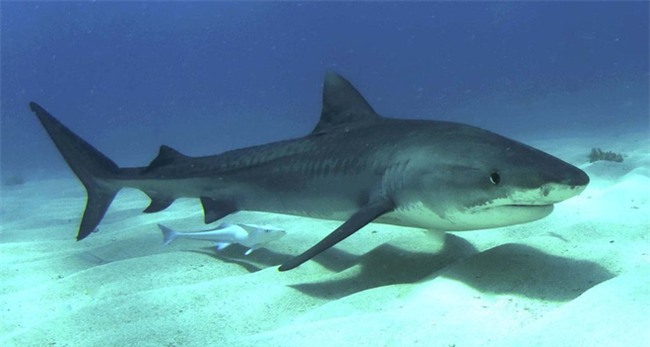 Món súp đắt nhất hành tinh nấu từ tử thần của biển cả, được tôn vinh là một trong tứ đại món ngon Trung Hoa - Ảnh 5.