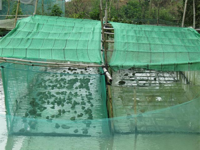 Vèo nuôi ếch có mắc mùng được anh Trạng thiết kế ở trên mặt nước, phía dưới là ao nuôi cá trê vàng lai. Ảnh: Phan Thị Anh Thư.