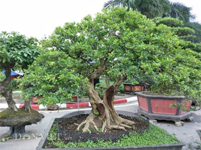 cây cảnh, cây cảnh tiền tỷ, chơi cây, nguyệt quế