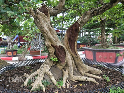 cây cảnh, cây cảnh tiền tỷ, chơi cây, nguyệt quế