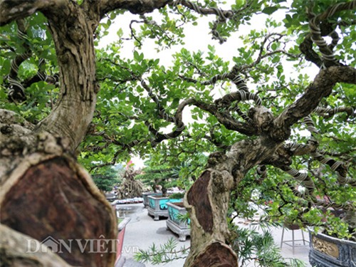 cây cảnh, cây cảnh tiền tỷ, chơi cây, nguyệt quế