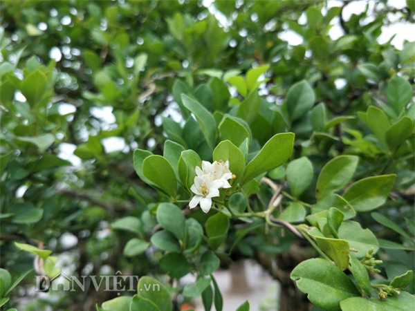 cây cảnh, cây cảnh tiền tỷ, chơi cây, nguyệt quế