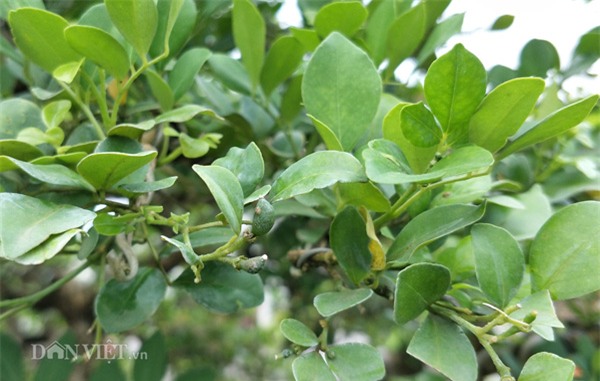 cây cảnh, cây cảnh tiền tỷ, chơi cây, nguyệt quế