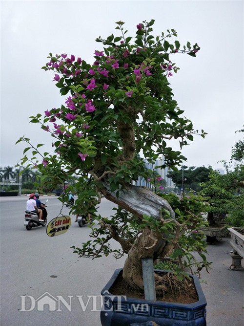 cây cảnh, cây cảnh tiền tỷ, chơi cây, nguyệt quế