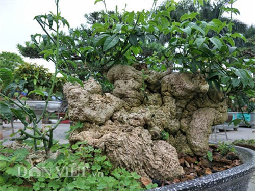 cây cảnh, cây cảnh tiền tỷ, chơi cây, nguyệt quế