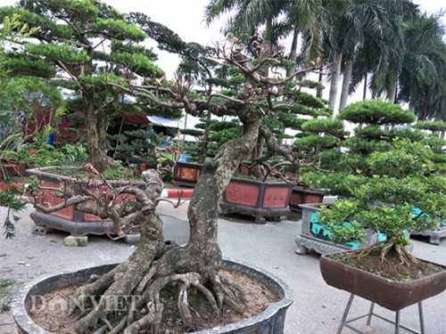 cây cảnh, cây cảnh tiền tỷ, chơi cây, nguyệt quế