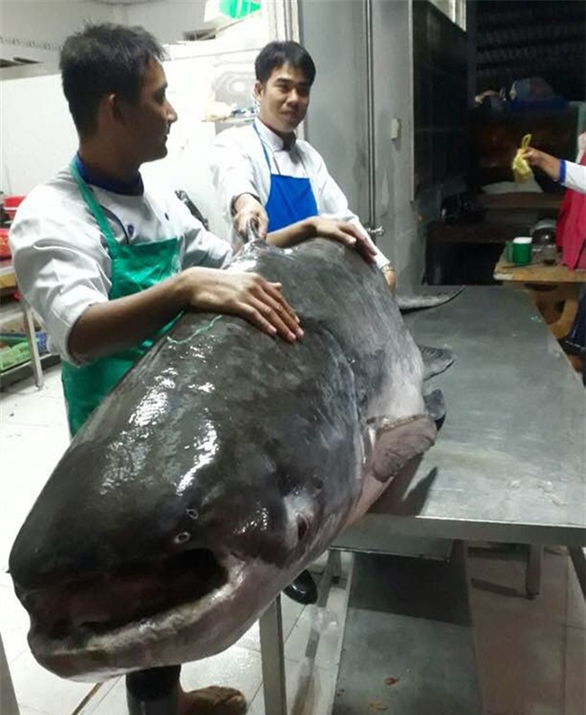 thủy quái, cá tra dầu, cá khủng