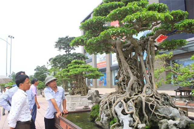 thú chơi xa xỉ, nhà giàu, giới siêu giàu, xe dát vàng, cây cảnh tiền tỷ