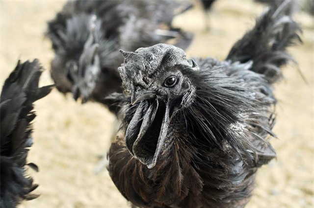 thú chơi xa xỉ, nhà giàu, giới siêu giàu, xe dát vàng, cây cảnh tiền tỷ