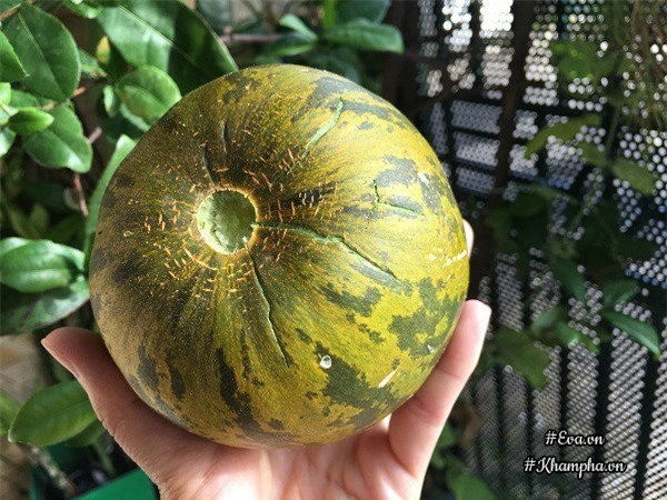 ban cong chi 5m², me ha noi van trong duoc ca vuon sai triu rau cu ti hon doc la - 12