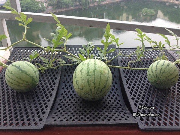 ban cong chi 5m², me ha noi van trong duoc ca vuon sai triu rau cu ti hon doc la - 13