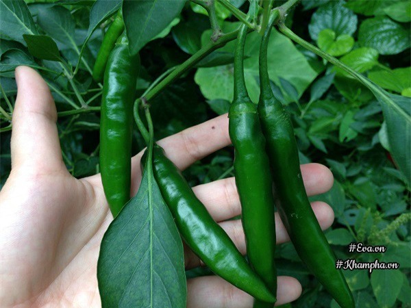 ban cong chi 5m², me ha noi van trong duoc ca vuon sai triu rau cu ti hon doc la - 15