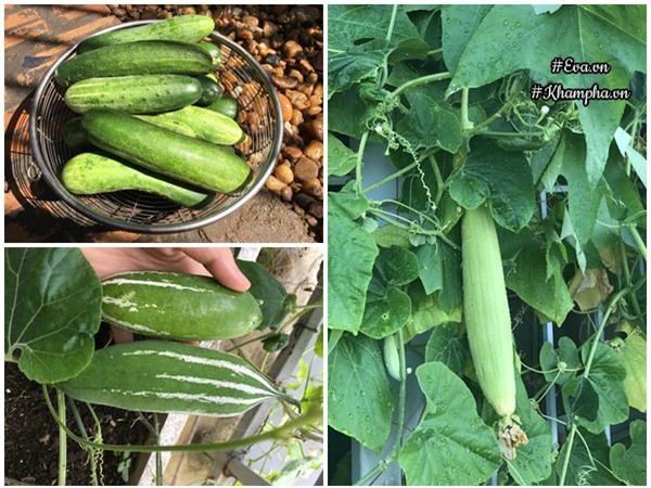 ban cong chi 5m², me ha noi van trong duoc ca vuon sai triu rau cu ti hon doc la - 17