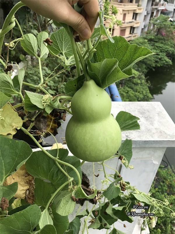 ban cong chi 5m², me ha noi van trong duoc ca vuon sai triu rau cu ti hon doc la - 3