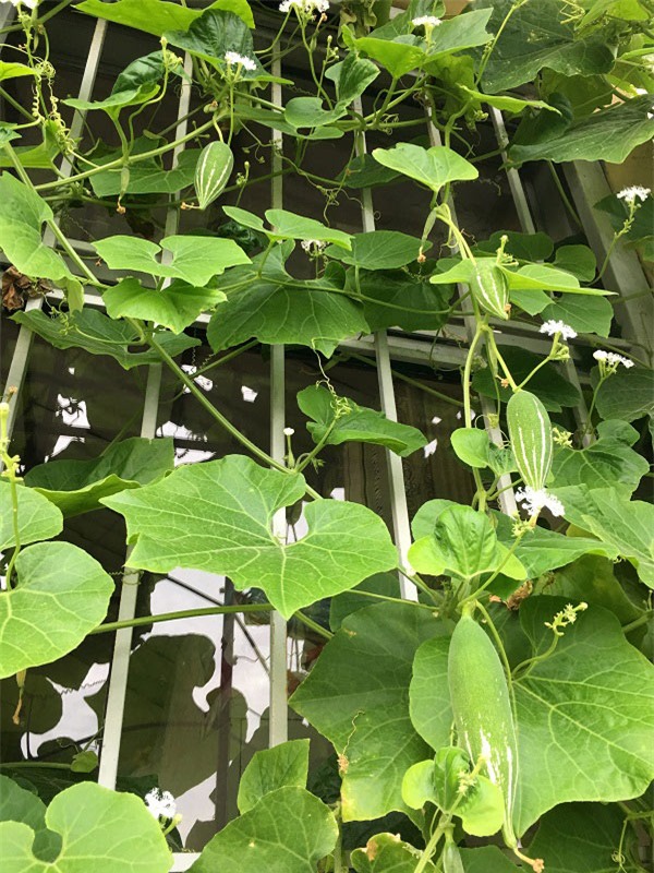 ban cong chi 5m², me ha noi van trong duoc ca vuon sai triu rau cu ti hon doc la - 4