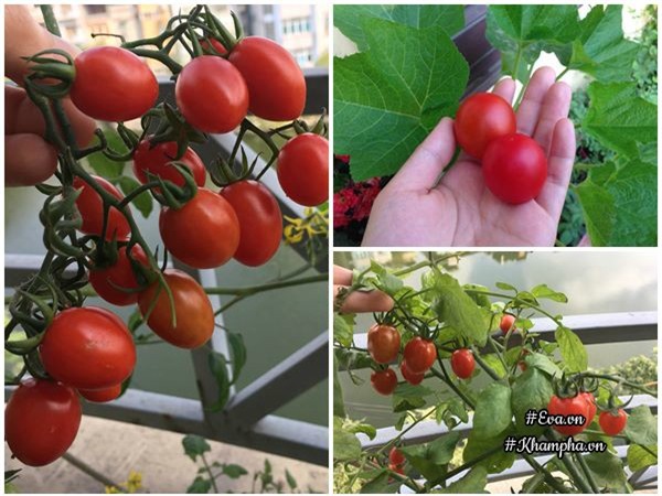 ban cong chi 5m², me ha noi van trong duoc ca vuon sai triu rau cu ti hon doc la - 7