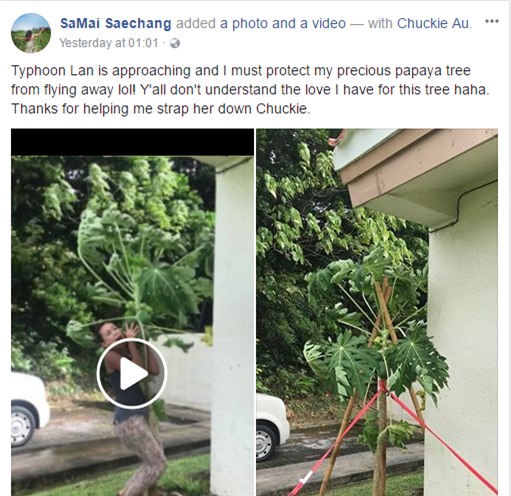 Bão gió đùng đoàng, người phụ nữ vẫn lao ra vườn, oằn mình ôm cây đu đủ và cái kết bất ngờ - Ảnh 2.