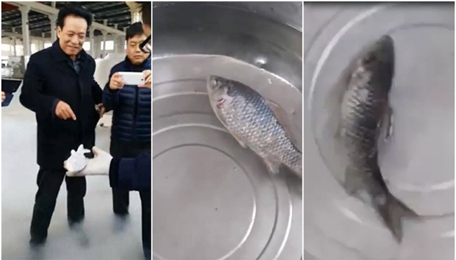 Đoạn video gây sốt: Cá đóng băng trong tủ lạnh -100 độ C hồi sinh, bơi tung tăng sau vài phút ngâm nước - Ảnh 3.