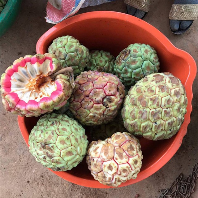 ha thanh an la: na rung