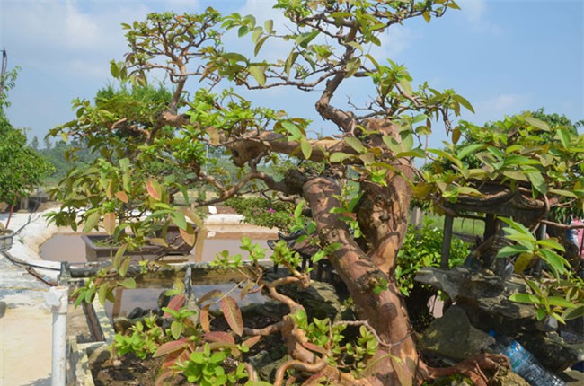 siêu cây tiền tỷ, cây cổ thụ, cây cảnh tiền tỷ, cây cảnh, chơi cây